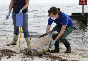 Spike in Baby Dolphin Deaths - Gansbaai Daily News